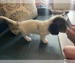 Small Photo #7 Dachshund Puppy For Sale in LOGANVILLE, GA, USA