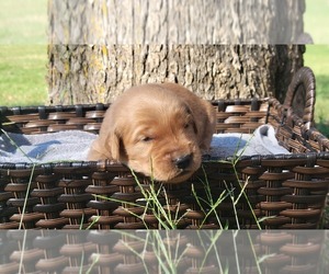 Golden Retriever Puppy for Sale in CLEBURNE, Texas USA