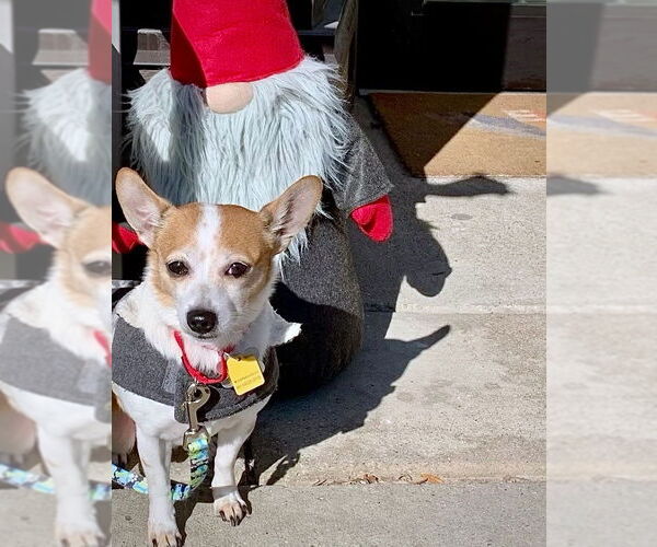 Medium Photo #4 Rat-Cha Puppy For Sale in Atlanta, GA, USA