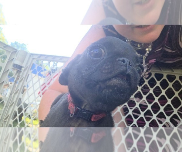 Medium Photo #4 Pug Puppy For Sale in HILLSDALE, MI, USA