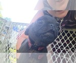 Small #3 Pug