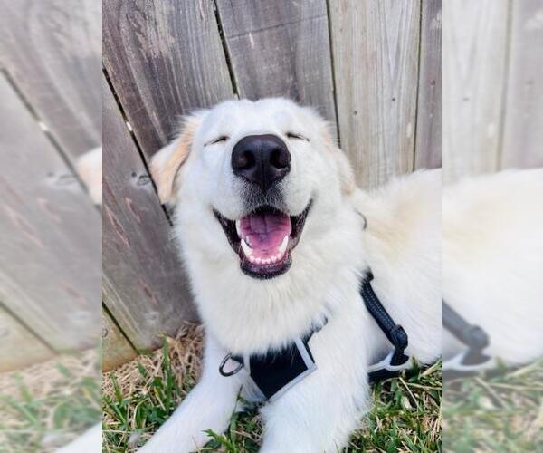 Medium Photo #1 Great Pyrenees Puppy For Sale in Rosenberg, TX, USA