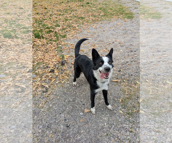 Medium Photo #2 Border Collie-Unknown Mix Puppy For Sale in Sandy, UT, USA