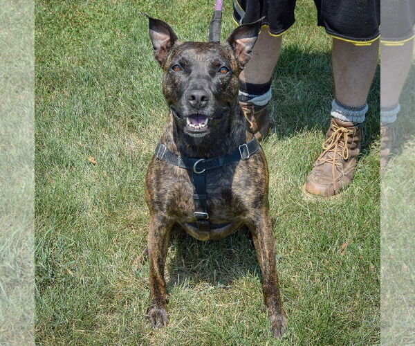 Medium Photo #4 American Staffordshire Terrier-Boxer Mix Puppy For Sale in Huntley, IL, USA