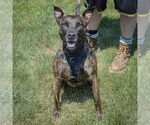 Small #3 American Staffordshire Terrier-Boxer Mix