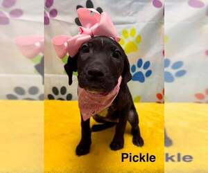 Labrador Retriever-Unknown Mix Dogs for adoption in Springdale, PA, USA
