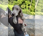 Small Photo #93 Great Dane Puppy For Sale in SPRAGGS, PA, USA
