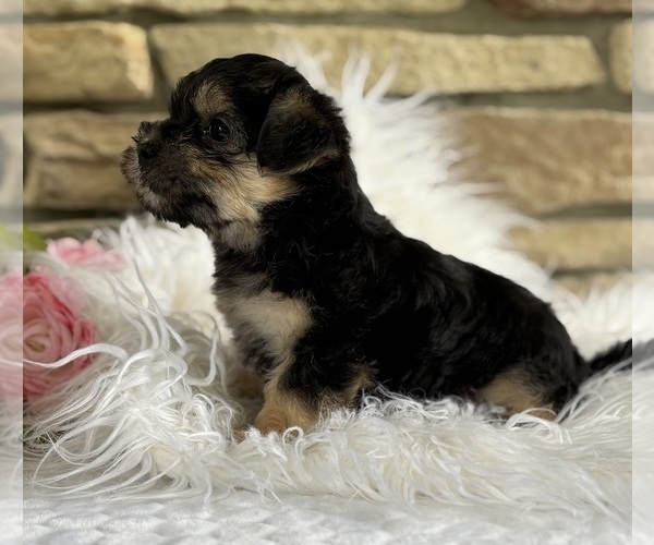 Medium Photo #3 Morkie Puppy For Sale in ROCK STREAM, NY, USA