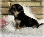 Small #2 Morkie
