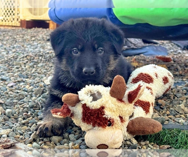 Medium Photo #11 German Shepherd Dog Puppy For Sale in MARIPOSA, CA, USA