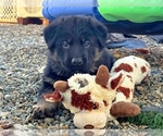 Small Photo #40 German Shepherd Dog Puppy For Sale in MARIPOSA, CA, USA