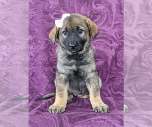 German Shepherd Dog-Norwegian Elkhound Mix Puppy for sale in RONKS, PA, USA