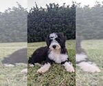 Puppy Zeke Bernese Mountain Dog-Portuguese Water Dog Mix