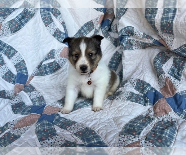Medium Photo #1 Shetland Sheepdog Puppy For Sale in KINGSPORT, TN, USA