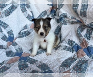 Shetland Sheepdog Puppy for sale in KINGSPORT, TN, USA