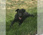 Small #5 Labrador Retriever Mix