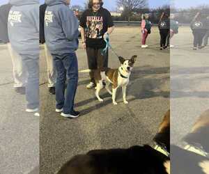 Mutt Dogs for adoption in Woodbury, NY, USA