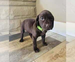 Medium German Shorthaired Pointer