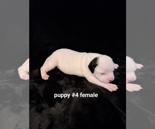Medium Photo #4 American Bulldog Puppy For Sale in INDEPENDENCE, MO, USA