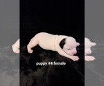 Small Photo #4 American Bulldog Puppy For Sale in INDEPENDENCE, MO, USA