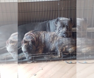Mother of the Cane Corso puppies born on 06/19/2022