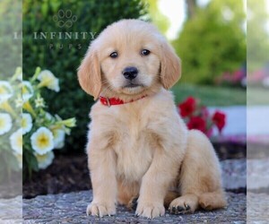 Golden Retriever Puppy for sale in LITITZ, PA, USA