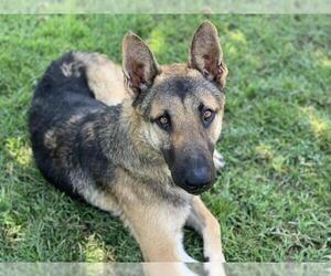 German Shepherd Dog Dogs for adoption in Riverside, CA, USA