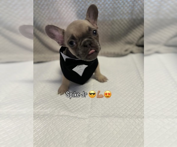 Medium Photo #8 French Bulldog Puppy For Sale in YUCAIPA, CA, USA