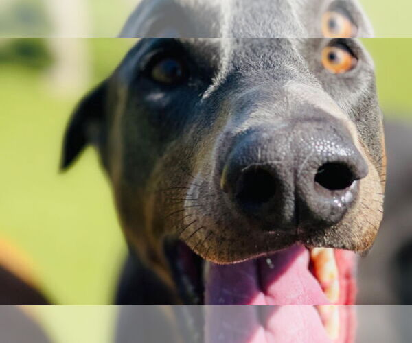 Medium Photo #13 Doberman Pinscher Puppy For Sale in Buffalo, MN, USA