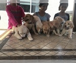 Small Photo #4 Golden Retriever Puppy For Sale in ROSEVILLE, CA, USA