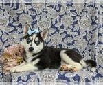 Small #4 Siberian Husky