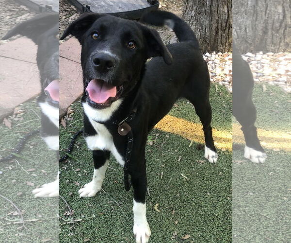 Medium Photo #2 Borador Puppy For Sale in Newfoundland, PA, USA
