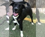 Small #1 Borador