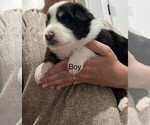 Small Border-Aussie