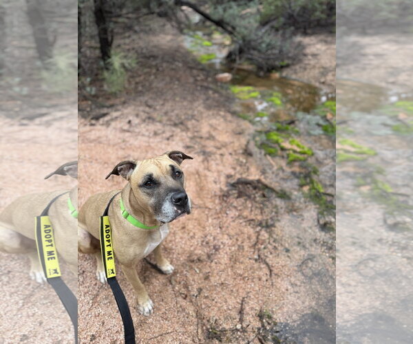 Medium Photo #4 Boxer-Unknown Mix Puppy For Sale in Chandler, AZ, USA