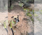 Small Photo #4 Boxer-Unknown Mix Puppy For Sale in Chandler, AZ, USA