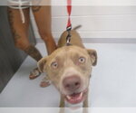 Small American Pit Bull Terrier Mix
