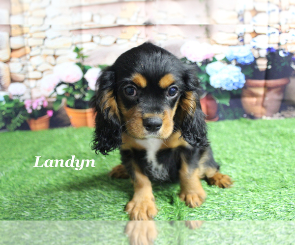 Medium Photo #19 Cavalier King Charles Spaniel Puppy For Sale in CHANUTE, KS, USA