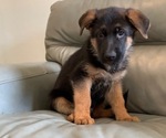 Puppy 1 German Shepherd Dog