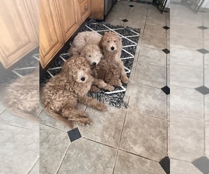 Australian Labradoodle Puppy for sale in CONCORD, CA, USA