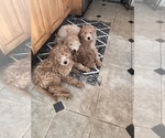 Small Australian Labradoodle