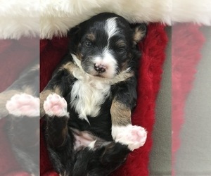 Miniature Bernedoodle Puppy for sale in ARTHUR, IL, USA