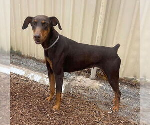 Doberman Pinscher Dogs for adoption in Houston, TX, USA