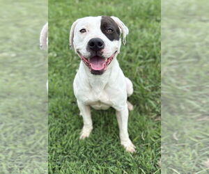 Medium American Pit Bull Terrier Mix