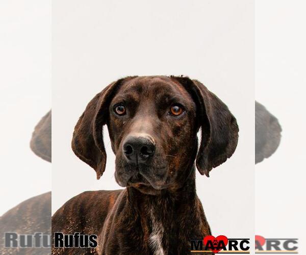 Medium Photo #4 Mutt Puppy For Sale in Maryville, TN, USA