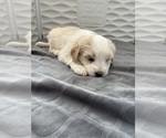 Small #2 Tibetan Terrier