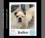 Small Photo #11 Bulldog Puppy For Sale in Kimberton, PA, USA