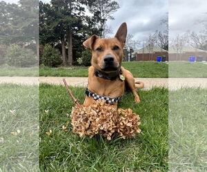 Medium American Pit Bull Terrier-Carolina Dog Mix
