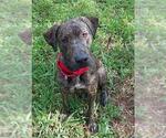 Small #1 Labrador Retriever Mix