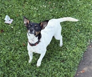 Mother of the Rat Terrier puppies born on 06/29/2025